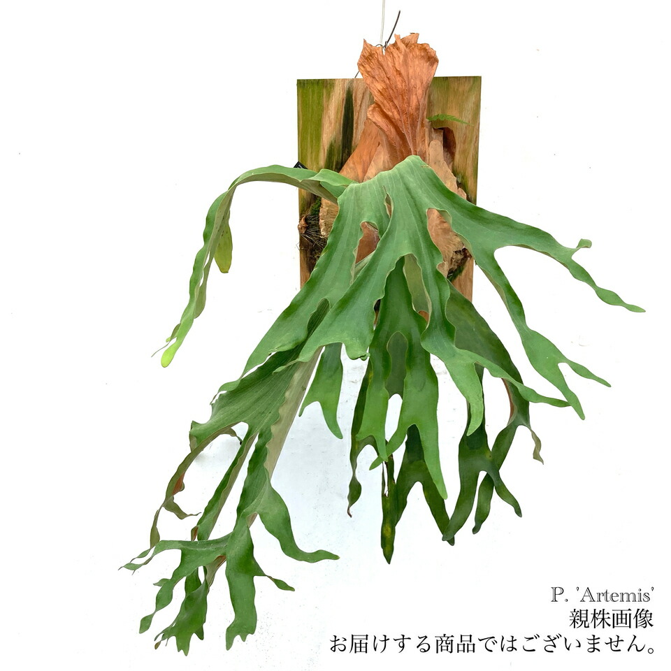 七夕セール　ビカクシダ　３種セット② 楽天市場】(現品) ビカクシダ 'SS Foong' (TC) (No.40688