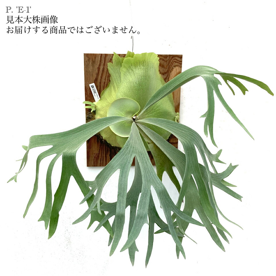 楽天市場】コウモリラン ワンダエ 'ドワーフ' メリクロン苗 3寸