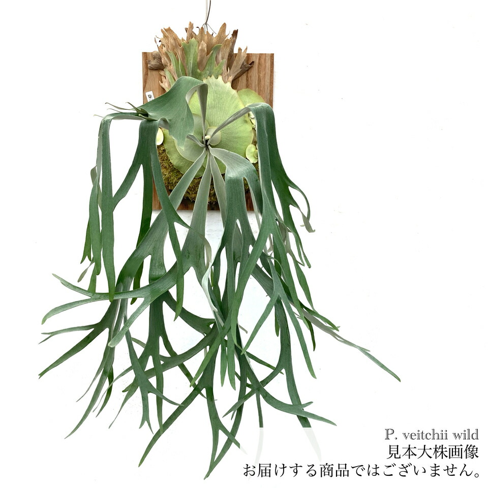 楽天市場】(現品) ビカクシダ コロナリウム 'シンシン' (No