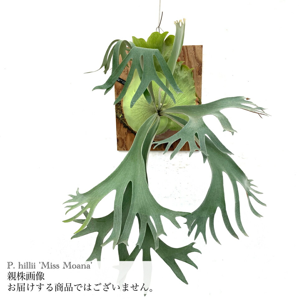 楽天市場】(現品) ビカクシダ 'ハクナマタタ' (pup) (No.41077