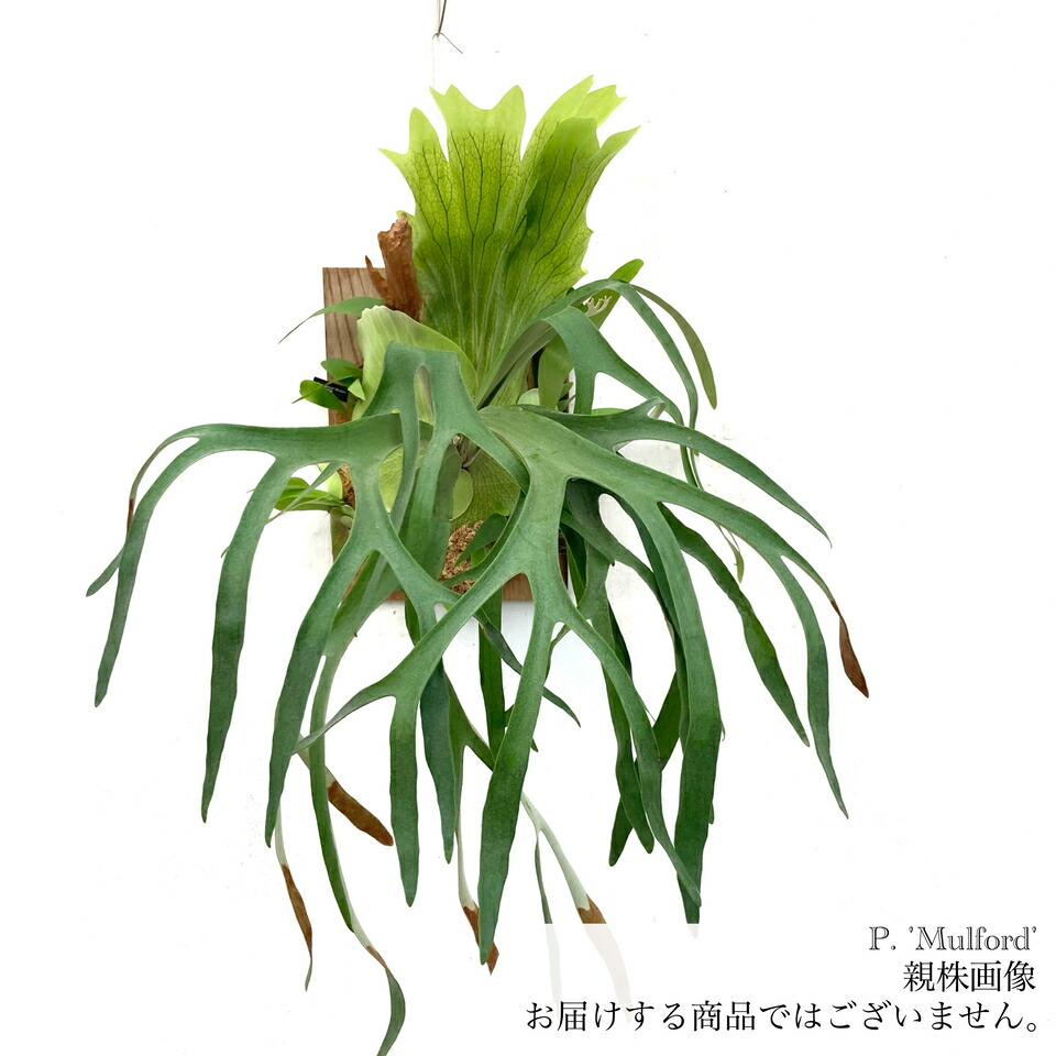 すー　大株　ビカクシダ ビーチー　ベイチー　レモイネイ ビカクシダ ビーチー レモイネイ 板付け済 大株 P veithii