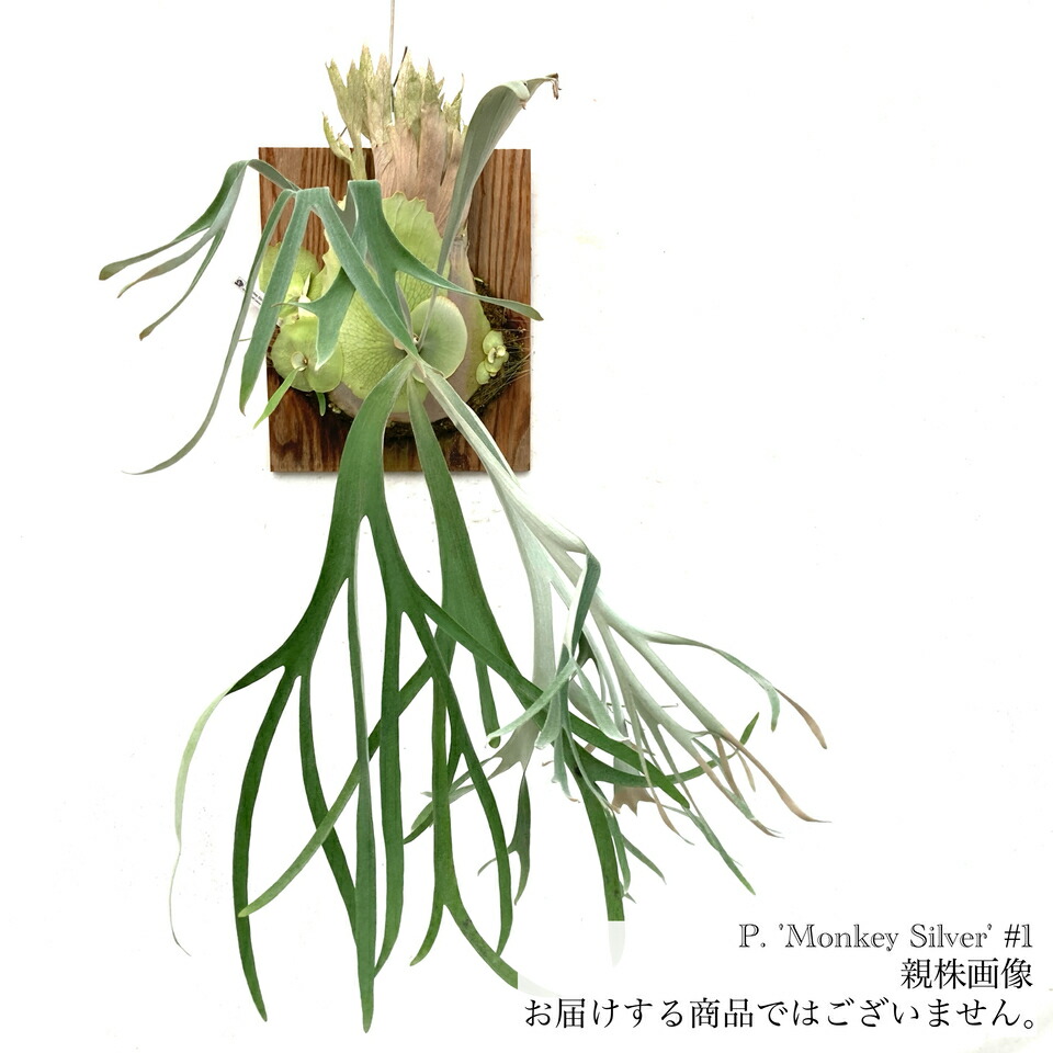 楽天市場】(現品) ビカクシダ 'ペガサス' (TC) (No.40851) (コウモリ