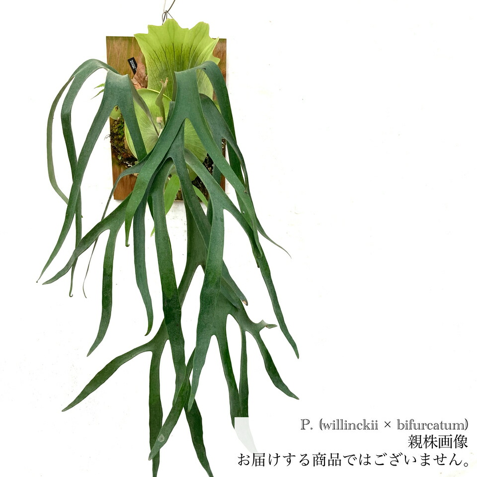楽天市場】(現品) ビカクシダ ウィリンキー 'リトルエルフ' (TC
