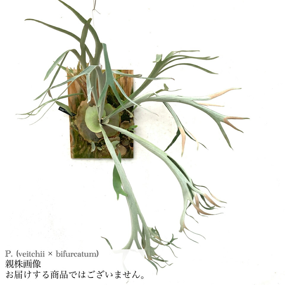 P. quadridichotomum ビカクシダ クアドリディコトマム　株分け Platycerium quadridichotomum | 俺のビカクシダ