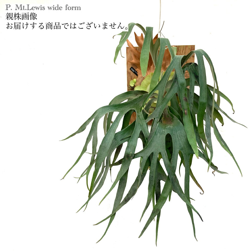 楽天市場】(現品) コウモリラン マウントルイス 'ワイドフォーム