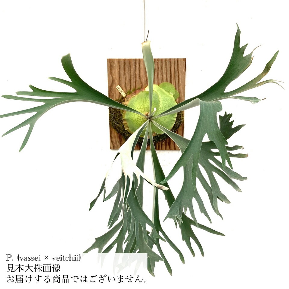 楽天市場】(現品) ビカクシダ 'フーンシキ' TC (No.40841 楽天市場】(現品) ビカクシダ 'フーンシキ' TC (No.40841