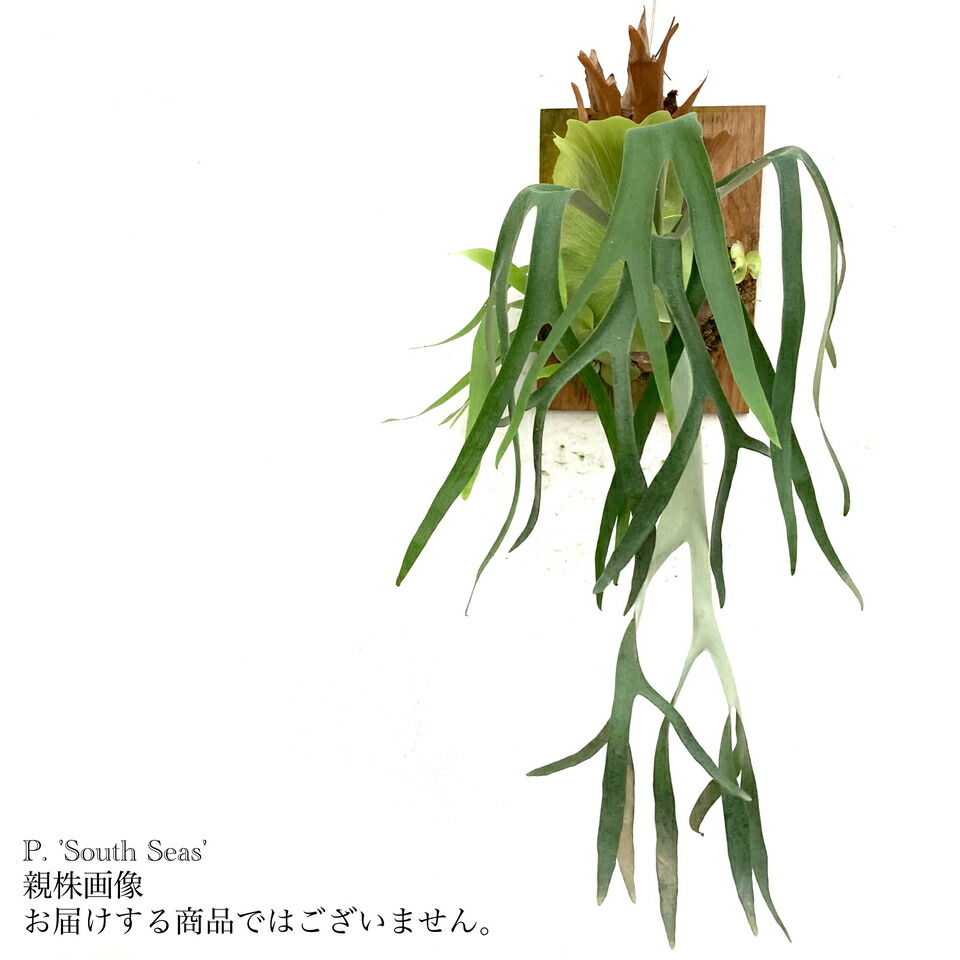 その他 P. bifurcatum cv.Majus 22/10/26 P. bifurcatum cv.Majus 22/10/26