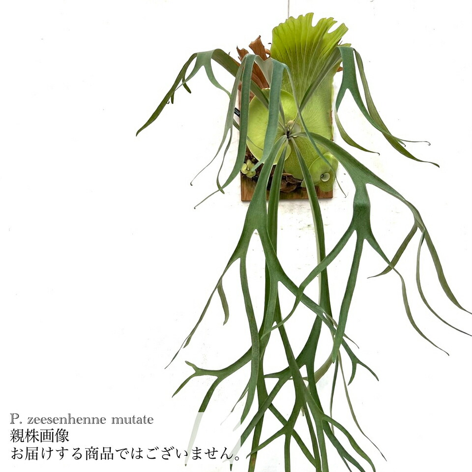 ビカクシダ E-1 中株 群生 土日限定 叩き売り ビカクシダ E-1 中株 群生 土日限定 叩き売り