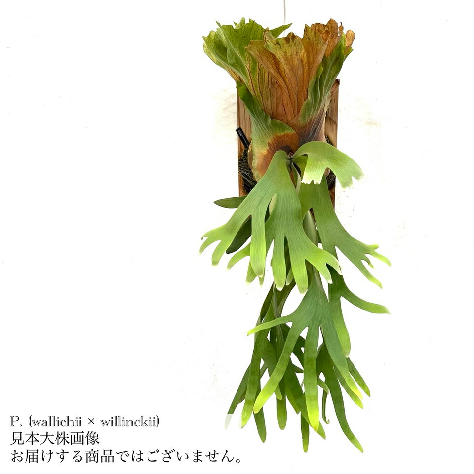 楽天市場】(現品) ビカクシダ グランデ (No.40885) (コウモリ