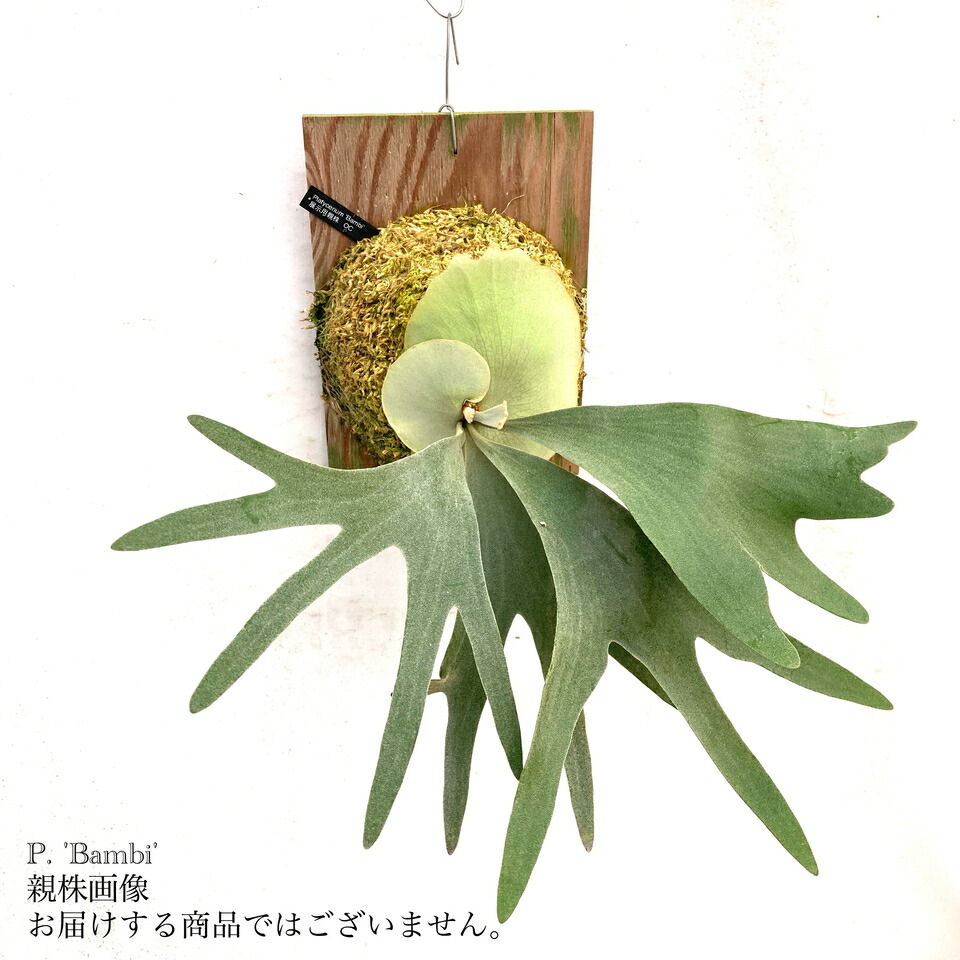 楽天市場】(現品) ビカクシダ 'ペガサス' (OC) (No.40892) (コウモリ