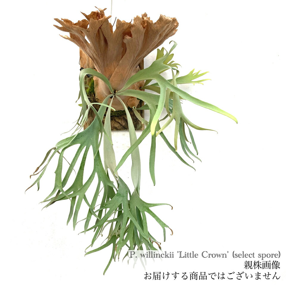 楽天市場】ビカクシダ ウィリンキー 'ジェイドガール' (spore