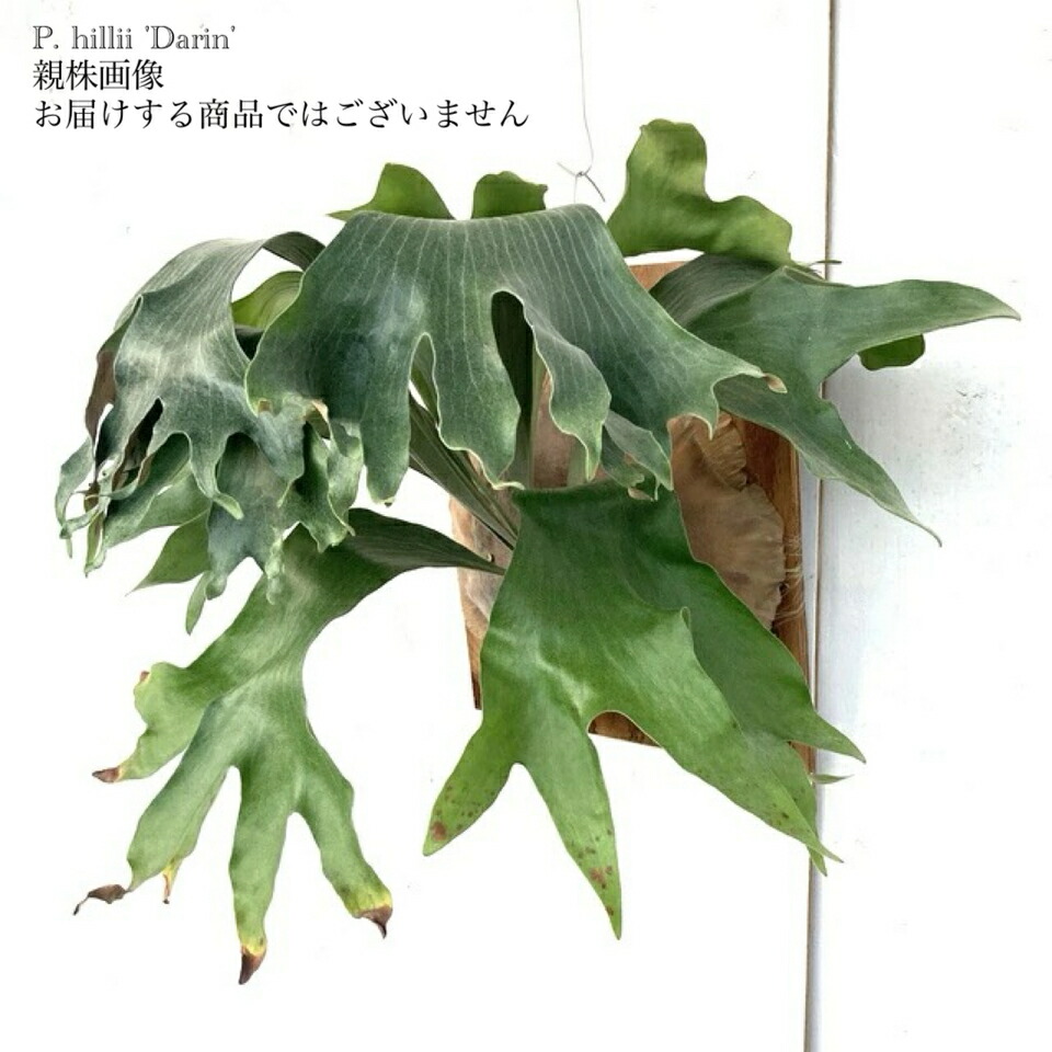 楽天市場】(現品) ビカクシダ ヒリー 'ンガサイ' (pup) (No 楽天市場】(現品) ビカクシダ ヒリー 'ンガサイ' (pup) (No