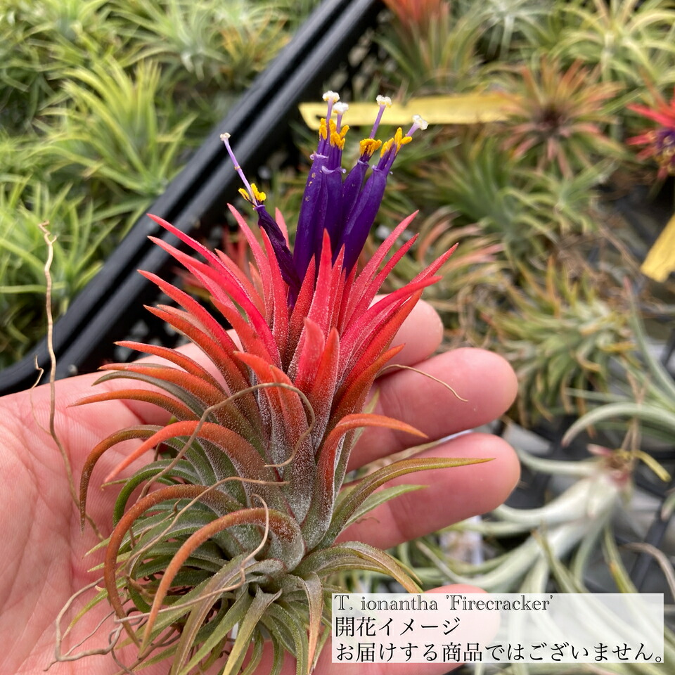 楽天市場】チランジア イオナンタ 'ファットボーイ' (エアープランツ