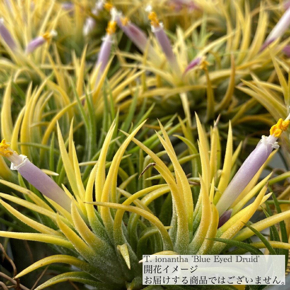 楽天市場】(現品) チランジア イオナンタ 'アプレタード' (RFI