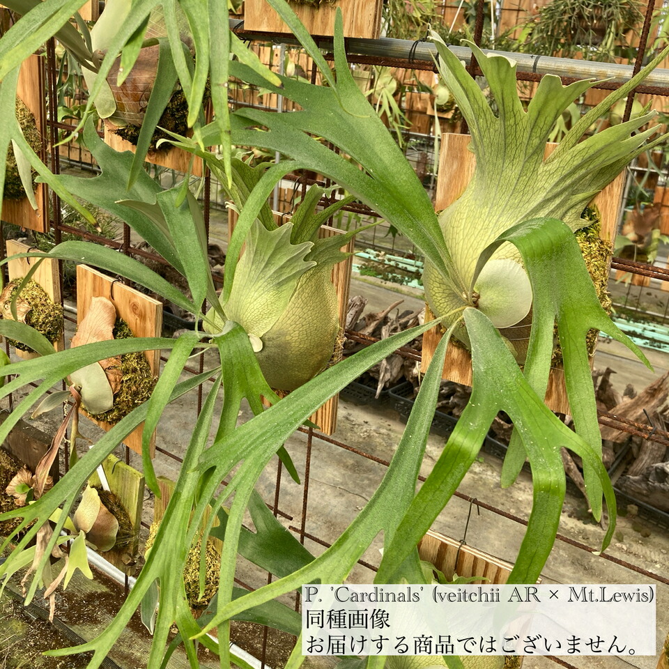 楽天市場】(現品) ビカクシダ 'モンキーノース' (pup) (No.41033