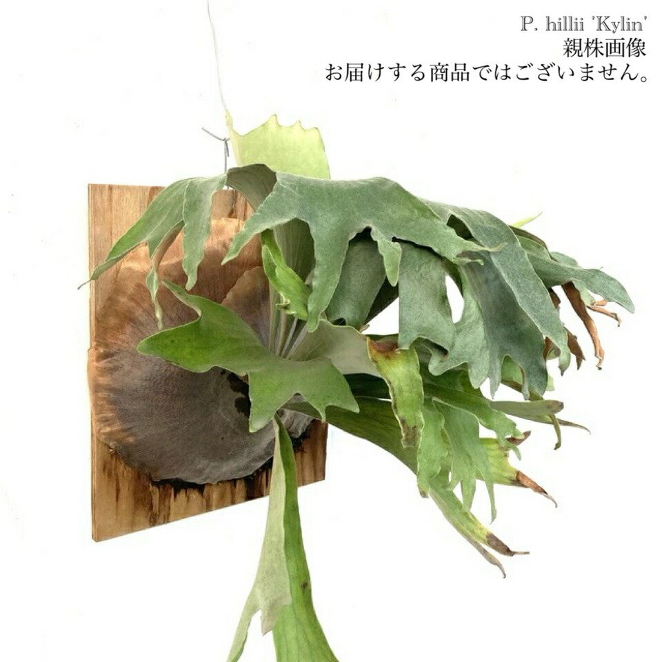 楽天市場】(現品) コウモリラン ヒリー パナマ (No.40916 楽天市場】(現品) コウモリラン ヒリー パナマ (No.40916