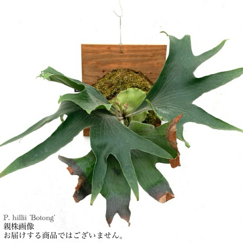 楽天市場】(現品) ビカクシダ ヒリー バンプン (pup) (No.40639