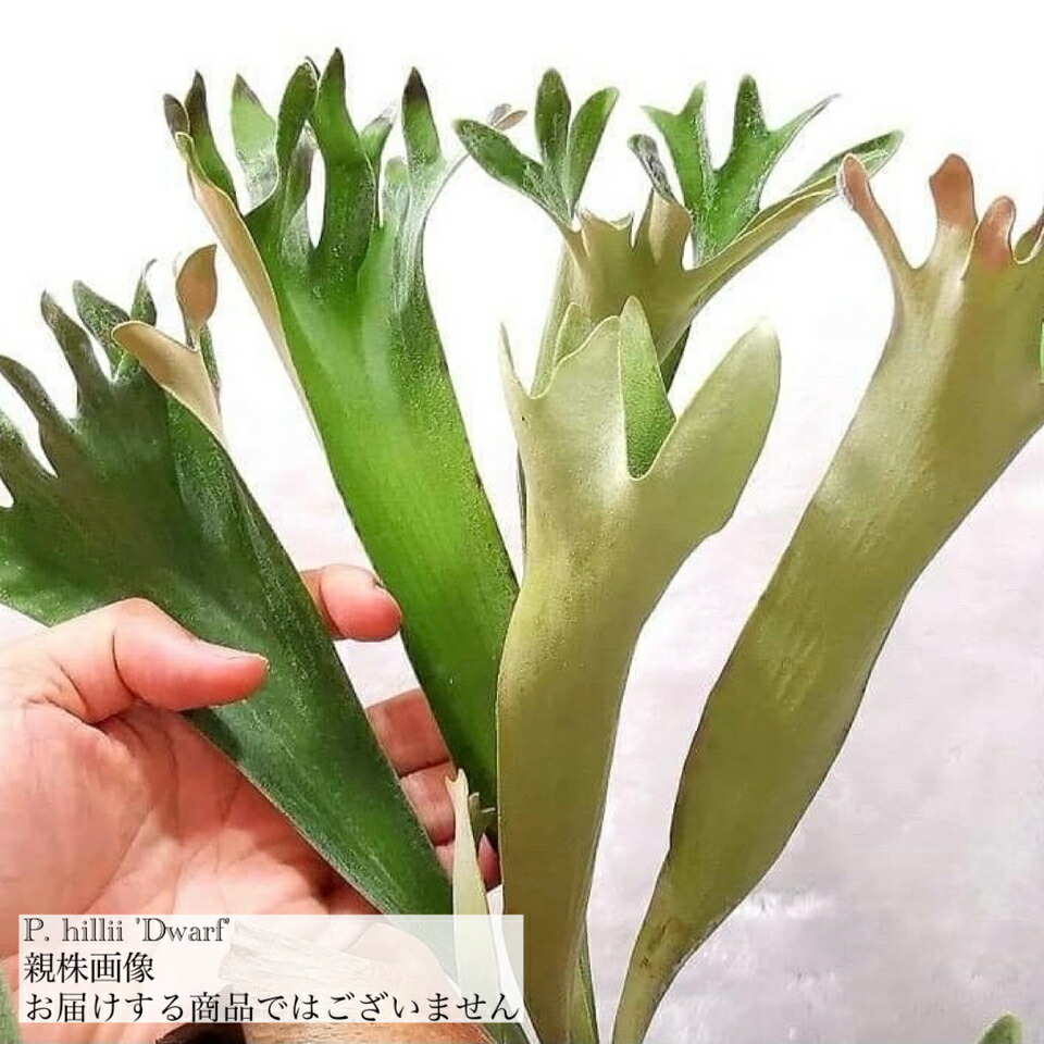 ビカクシダ hillii thathok 親株 超お得 ビカクシダ（コウモリラン）：ヒリー タートック 5号鉢植え の