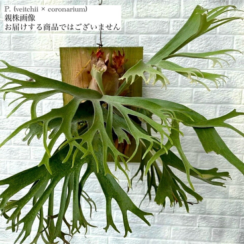 ビカクシダ　フーンシキ　板付　TC株 ビカクシダ フーンシキ 板付 TC株 - メルカリ