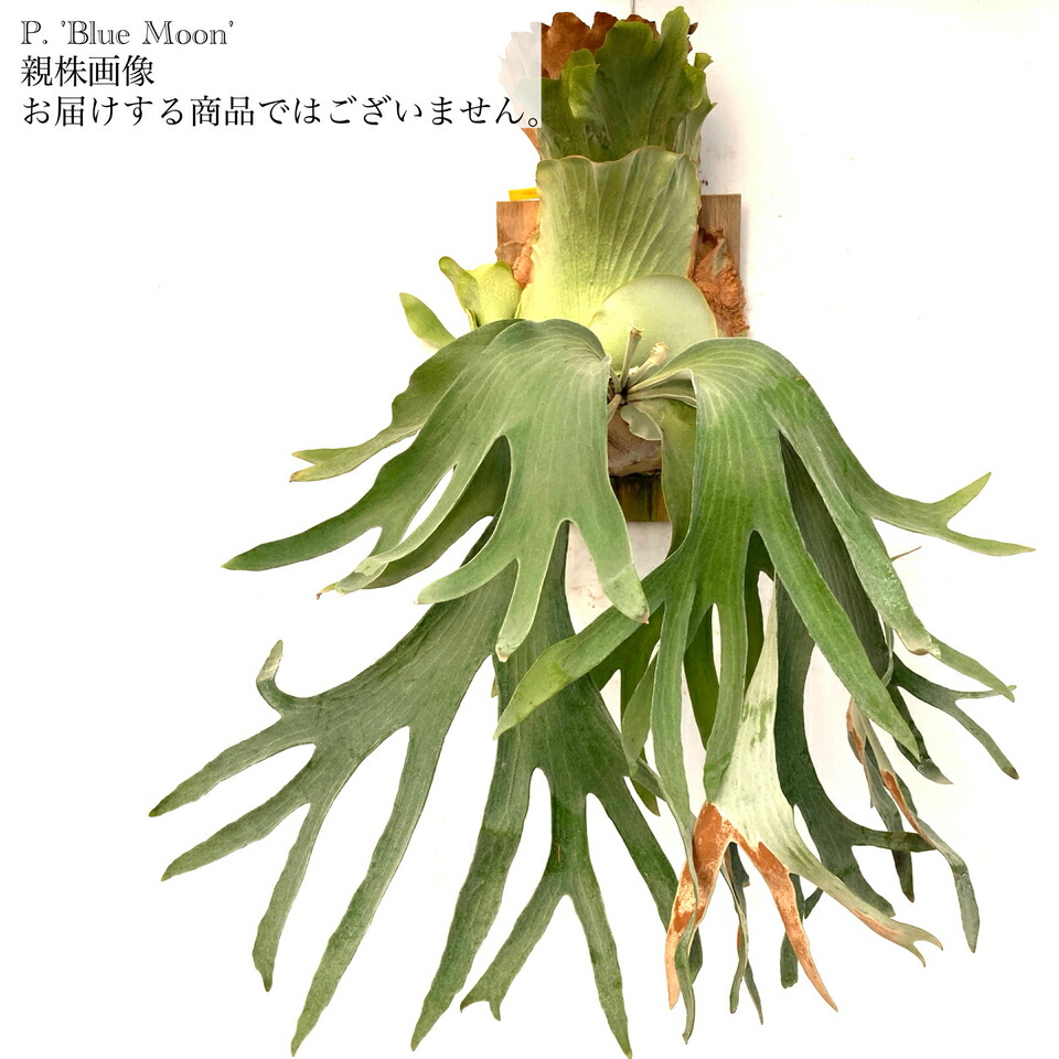 ヤスさん専用ビカクシダ ２点セット 楽天市場】(現品) ビカクシダ 'SS Foong' (TC) (No.40688