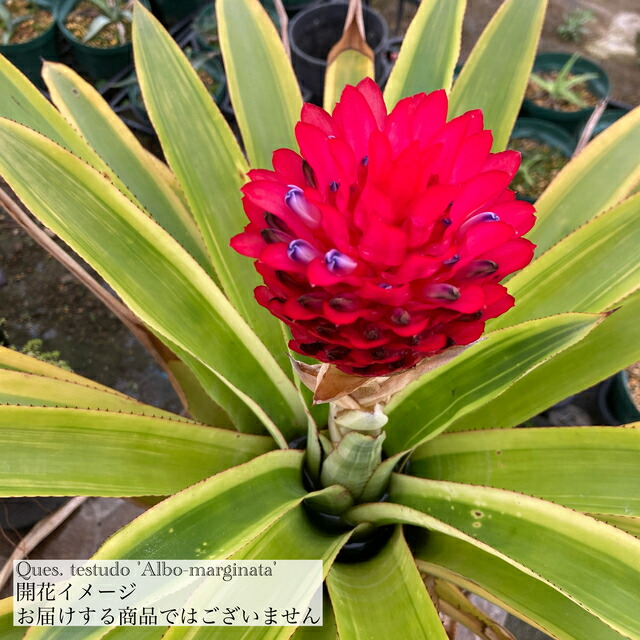 楽天市場】(現品) ケスネリア 'ラファエルオリベイラ' (No.62395