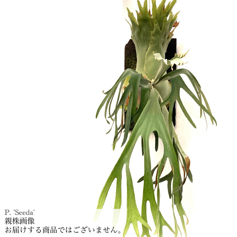 親株 summer breeze サマーブリーズ 子株付き ビカクシダ オリジナル Summer breeze サマーブリーズ ビカクシダ oc 子株