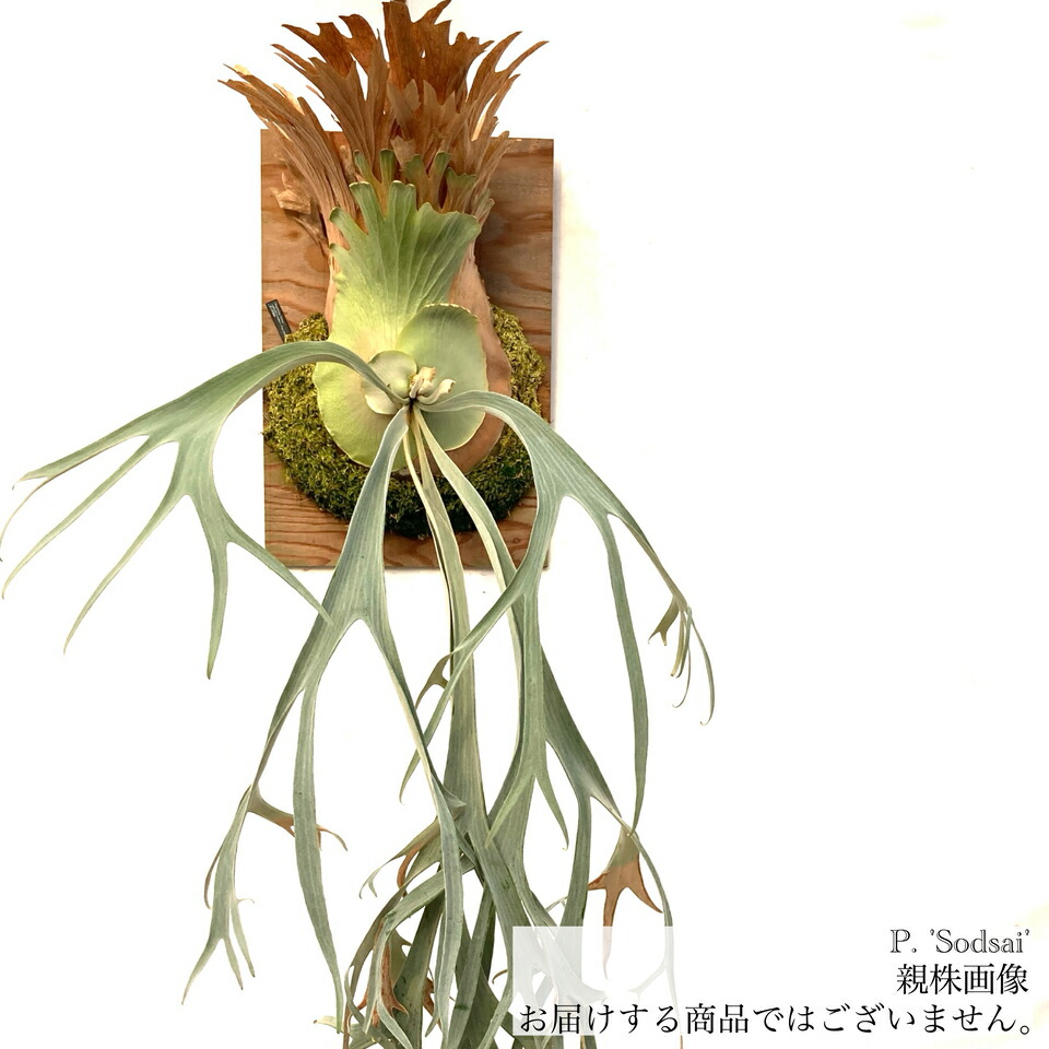 ビカクシダ ペドロタツタ　親株 ビカクシダ ペドロタツタ 親株 Platycerium willinckii cv Pedro
