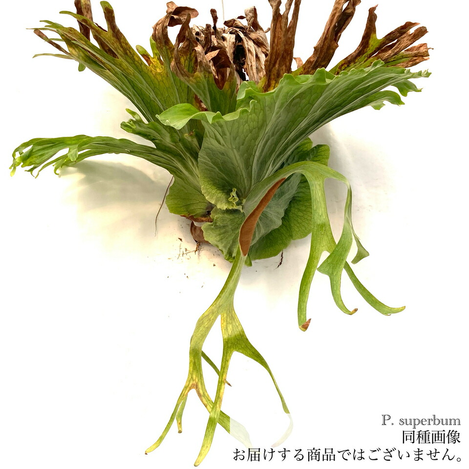 ビカクシダ スパーバム 板付 観葉植物 コウモリラン 楽天市場】コウモリラン スパーバム（花・ガーデン・DIY）の通販