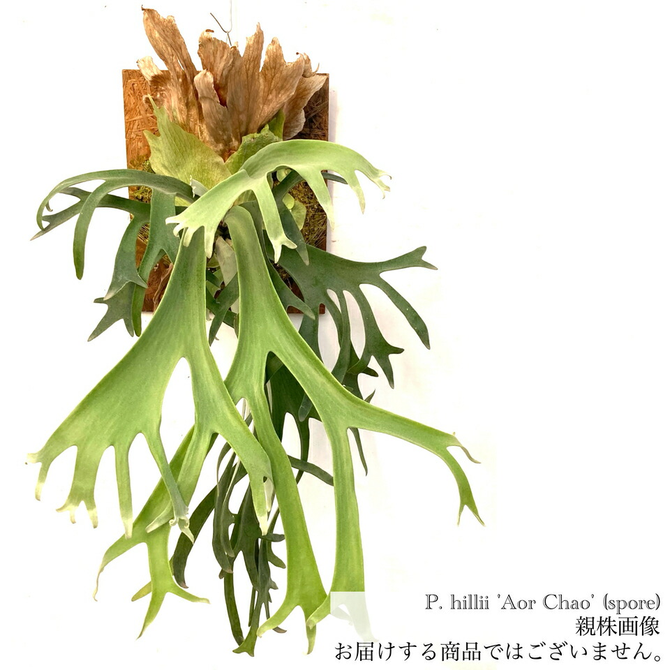 楽天市場】(現品) ビカクシダ 'ギンカ' (spore) (No.41056