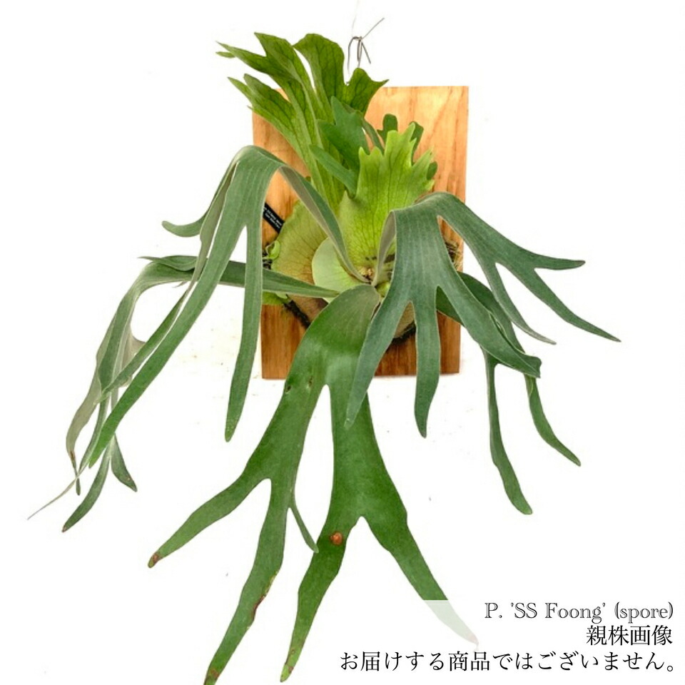 楽天市場】(現品) ビカクシダ 'E-1' (TC) (No.41016) (コウモリ