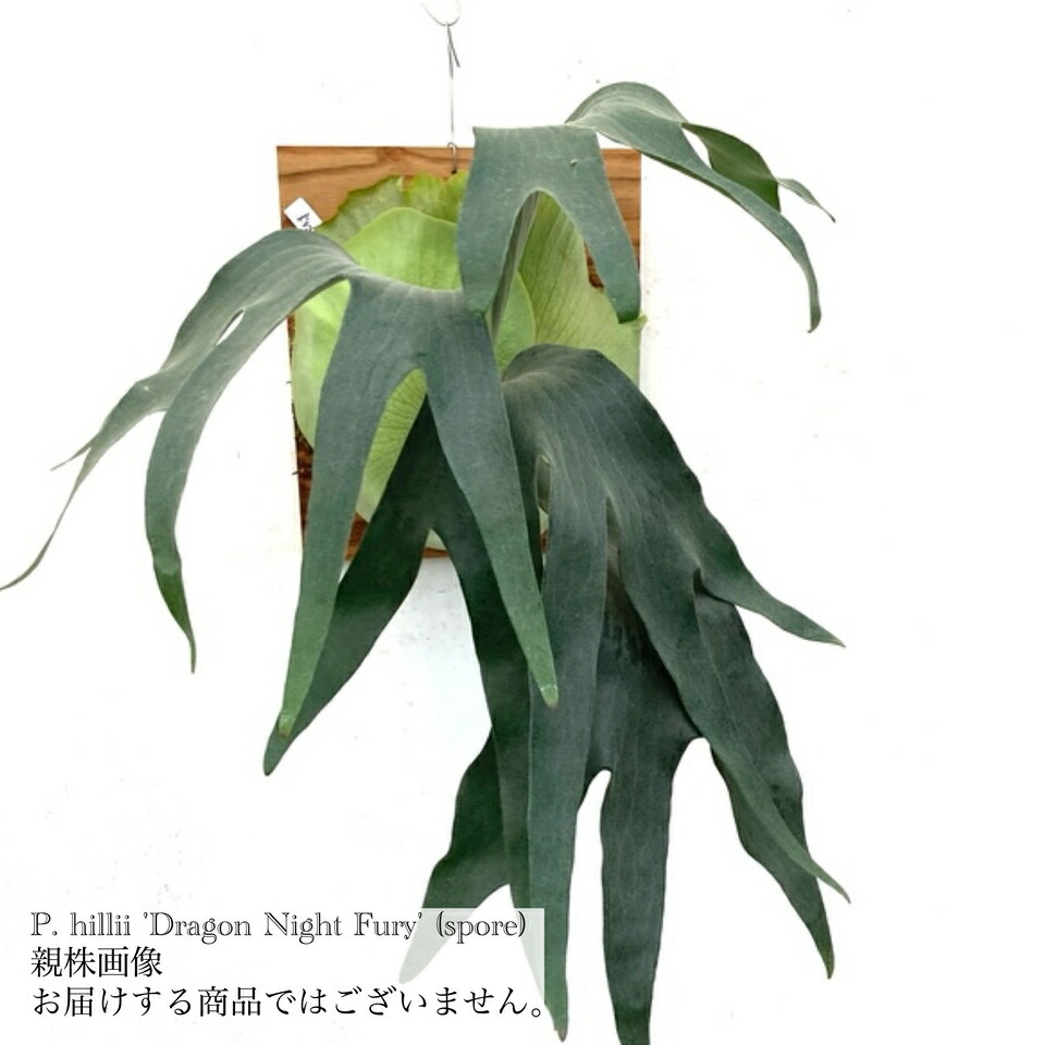 楽天市場】(現品) ビカクシダ ヒリー ドワーフ (TC) (No.41132