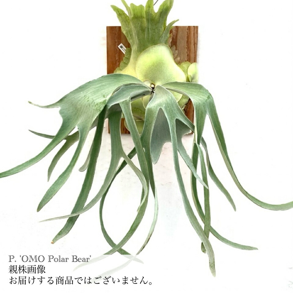 ビカクシダ　お得　５種セット 楽天市場】(現品) ビカクシダ ヒリー Yot #5 (pup) (No.40960