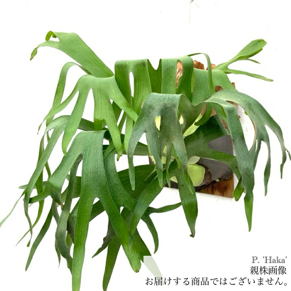 楽天市場】(現品) ビカクシダ ビフルカツム ケンイチ (pup) (No.40998