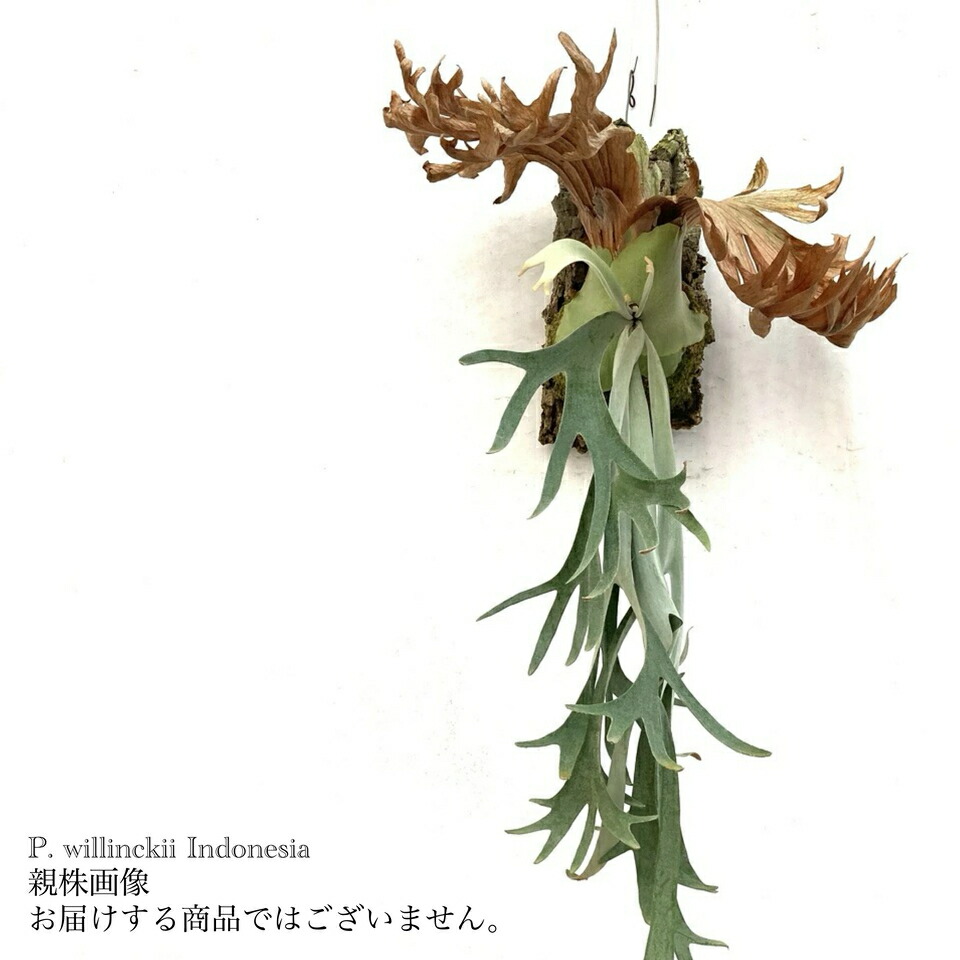 楽天市場】(現品) ビカクシダ ウィリンキー 'ジェイドガール 楽天市場】(現品) ビカクシダ ウィリンキー 'ジェイドガール