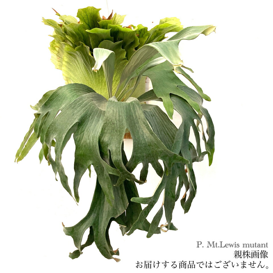 法花園　ビフルカツム　ビカクシダ ビカクシダ ビフルカツム コルク 観葉植物 | 陽華園
