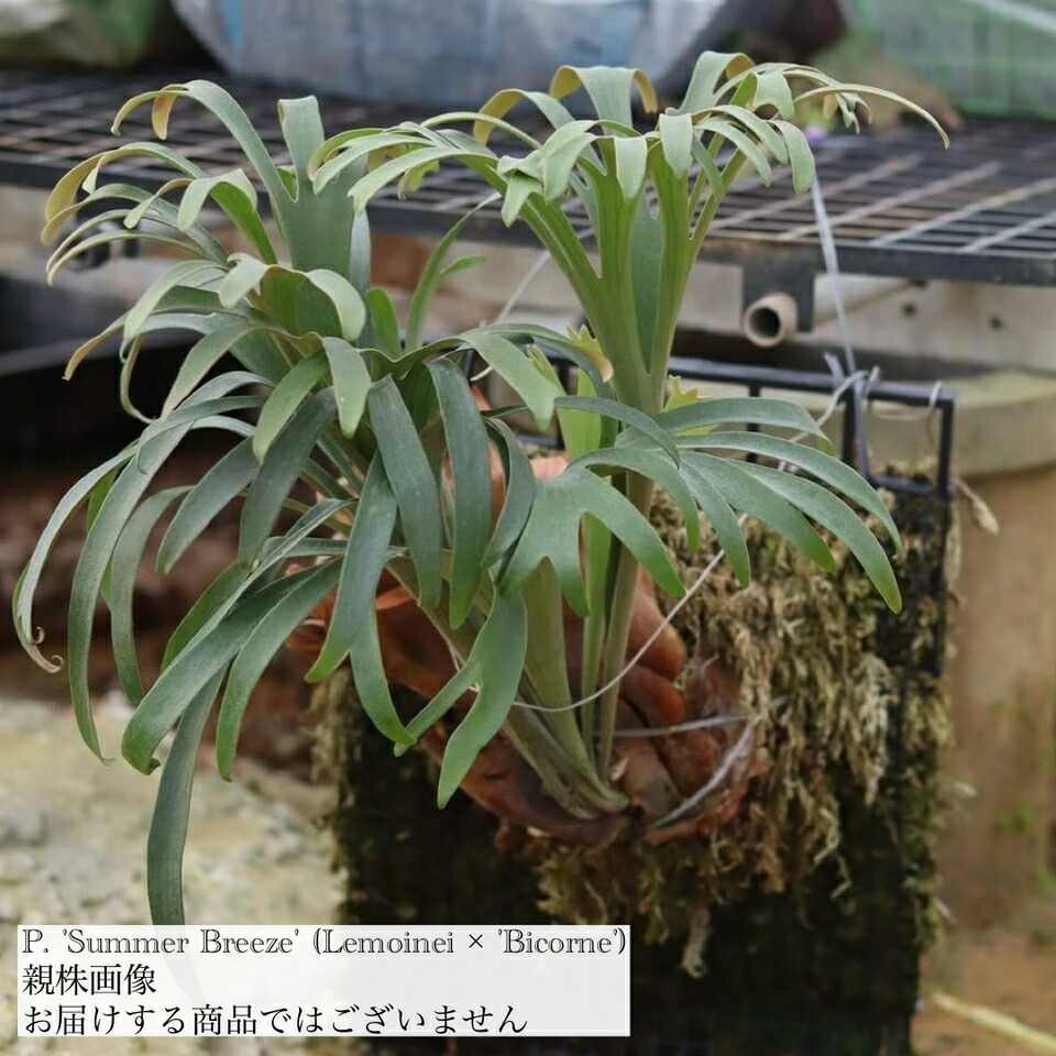 楽天市場】(現品) ビカクシダ 'オモ' ポーラーベア (TC) (No