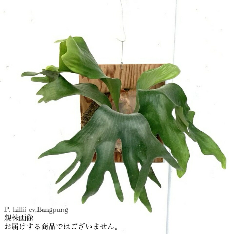 ビカクシダ hillii系 ドラゴン×マセラティ 大き目 マセドラ 1 楽天市場】(現品) コウモリラン ヒリー 'ドラゴン' (No.40671