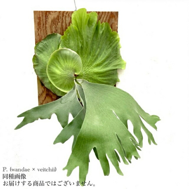 ビカクシダ E-1 中株 群生 土日限定 叩き売り ビカクシダ E-1 中株 群生 土日限定 叩き売り