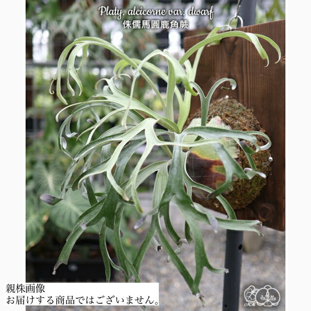 楽天市場】(現品) ビカクシダ 'ジーゼンヘンネ ムタテ' (pup