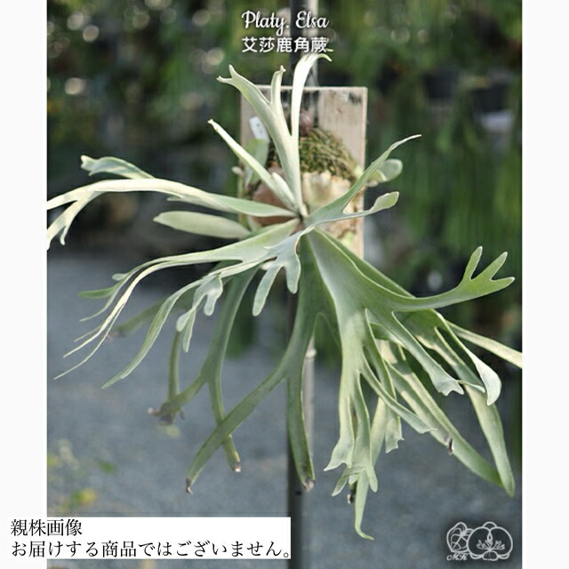 楽天市場】ビカクシダ P.'Elsa'(Pewchan'Snow Queen F307') 現品
