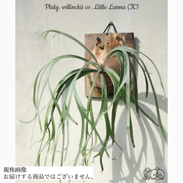 楽天市場】(現品) ビカクシダ 'ハクナマタタ' (pup) (No.41077