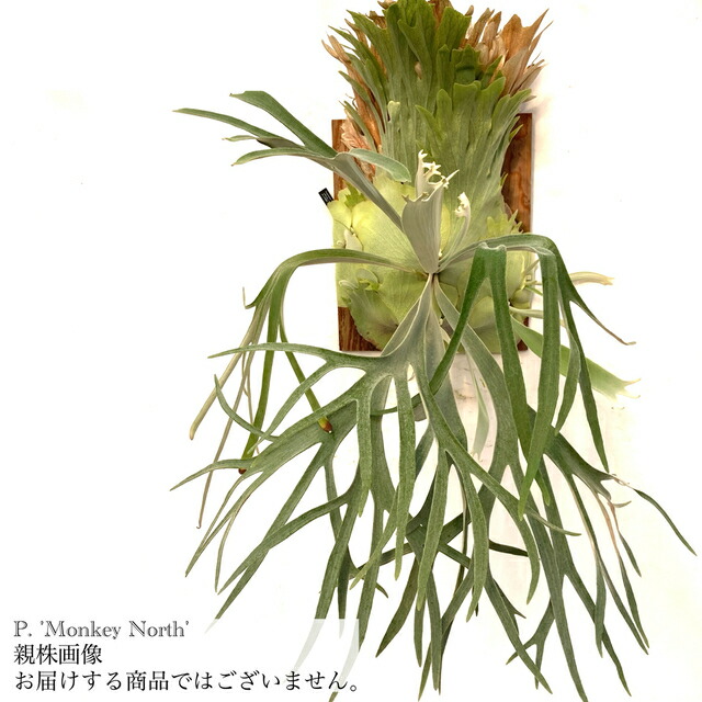 P. 'Ginka' spore ギンカ スポア ビカクシダ P.ginka sporeling （BPS）🌿 sold out ギンカのスポアは