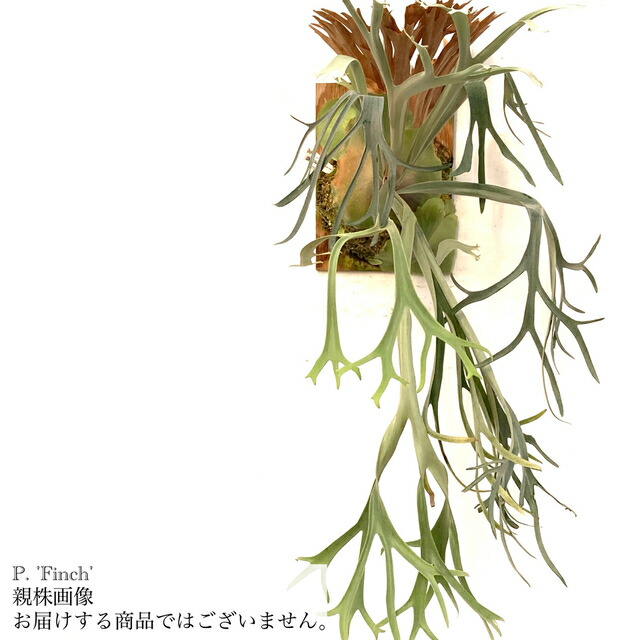 ベイチー(ビーチー) ビカクシダ　M 極美品 ベイチーワイルドvp16 from @vandaka_plants 子株もりもり