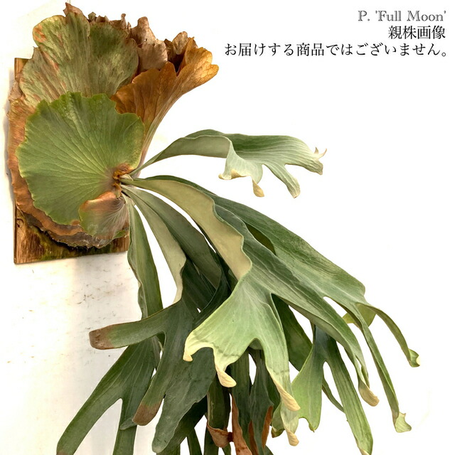 ヒリー✖️ビフルカツム　交配種 ビカクシダ 交配種 ヒリー パナマ x ビフルカツム 大株 コウモリラン