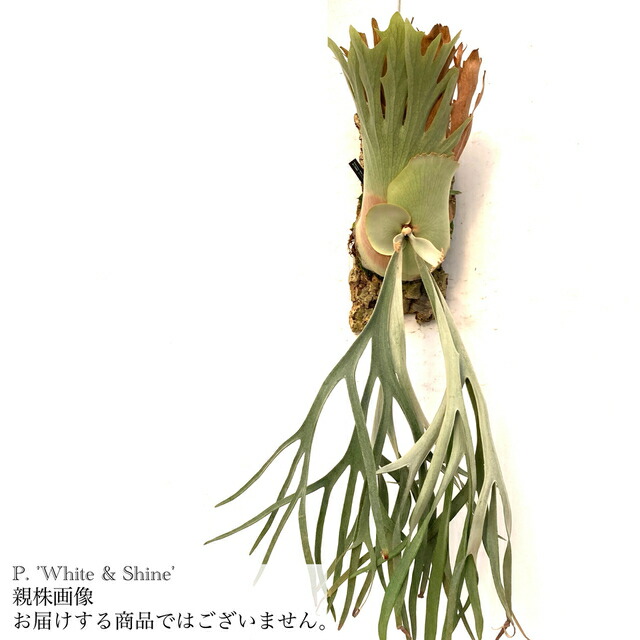 楽天市場】(現品) ビカクシダ ウィリンキー 'ポールベスパ' (pup