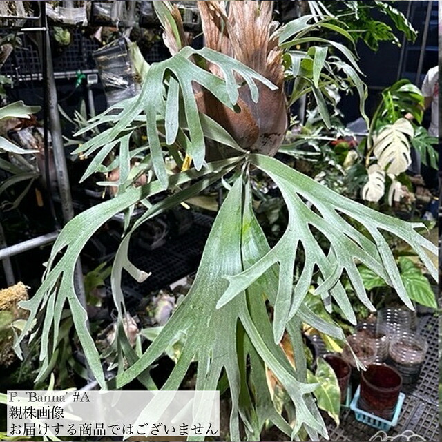 楽天市場】(現品) ビカクシダ (キッチャクード シンフロンド