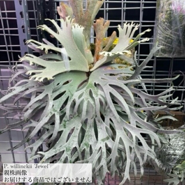 楽天市場】(現品) ビカクシダ ウィリンキー 'ナノ' (spore) (No