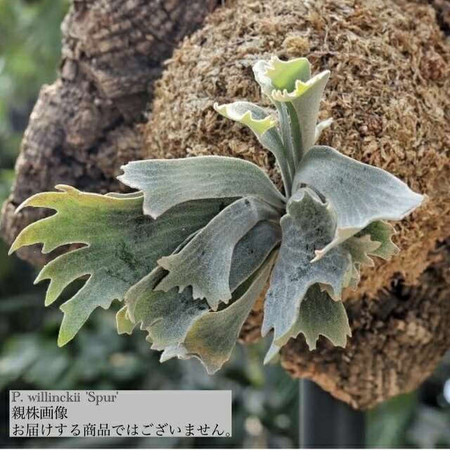 楽天市場】(現品) ビカクシダ ウィリンキー 'ナノ' (spore) (No