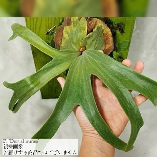 楽天市場】(現品) ビカクシダ 'シュプール' (TC) (No.41162) (コウモリ