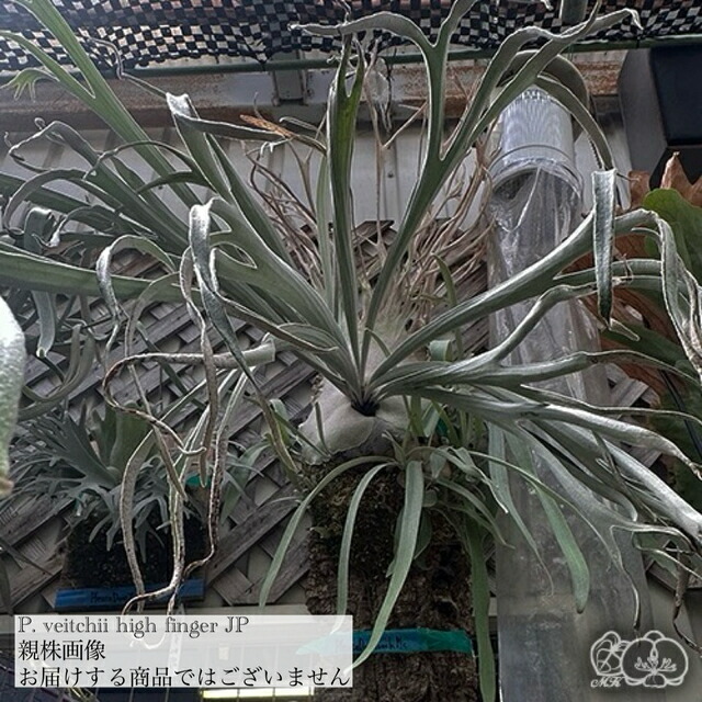 楽天市場】(現品) ビカクシダ FSQ 'ホワイトウィンドミル' (TC